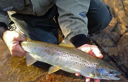 hands hold a shiny Atlantic salmon just out of the clear water of the St. Marys river.
