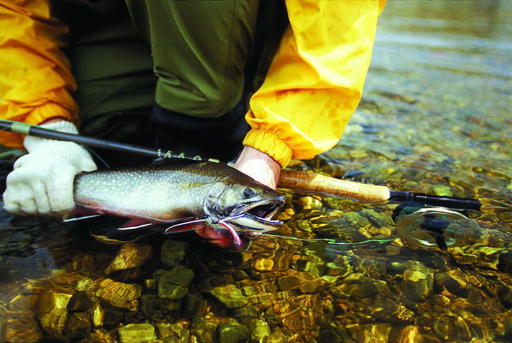 an angler standing in the water holds up a trout caught in the St. Marys river in Sault Ste. Marie.