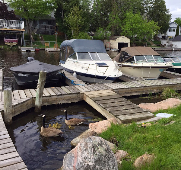 a wooden boardwalk between slips at Coves of Keswick Marina, lined by banks covered in lush green grass, rocks and shade trees.  