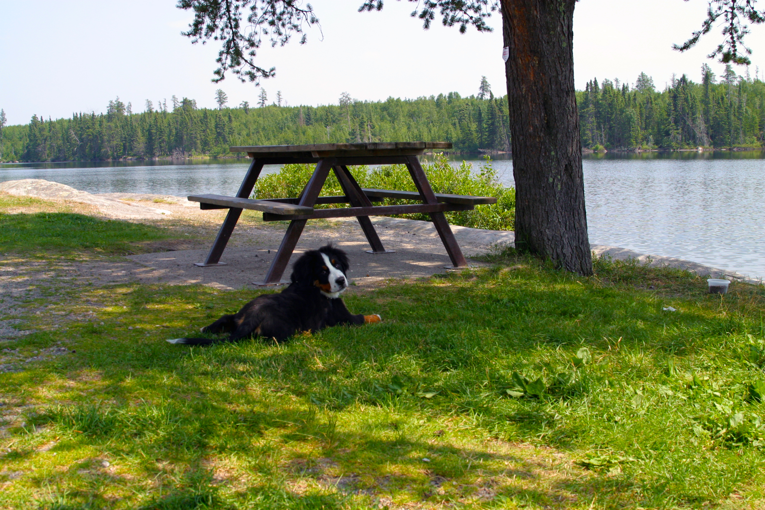 a black and white dog lounges happily on a shady, grassy green riverbank next to a wooden picnic table on a sunny summer day.