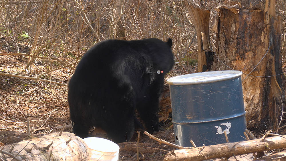 black bear