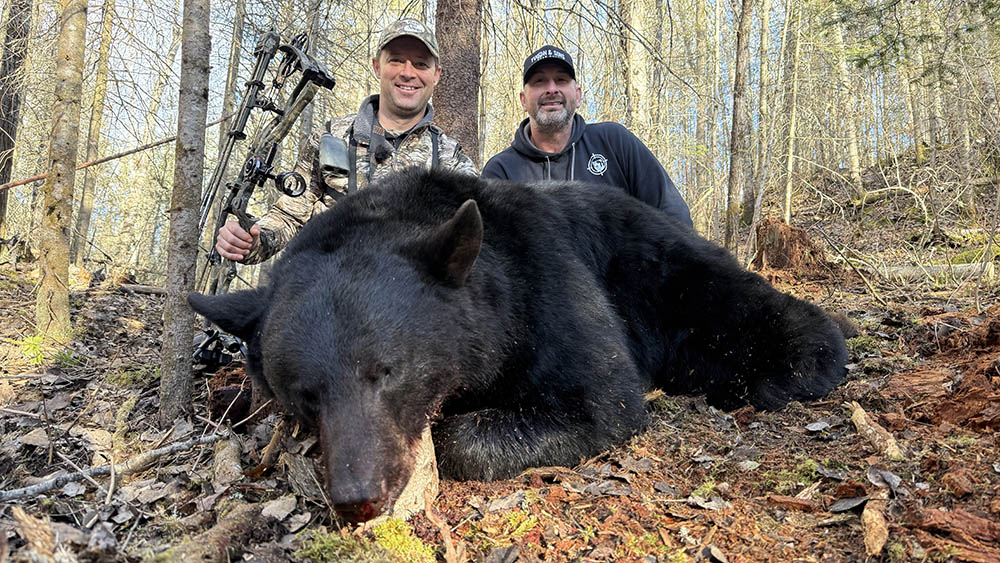 black bear trophy 