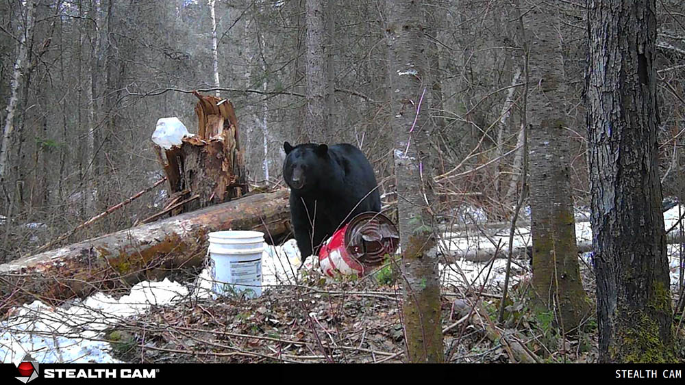 black bear on trail cam