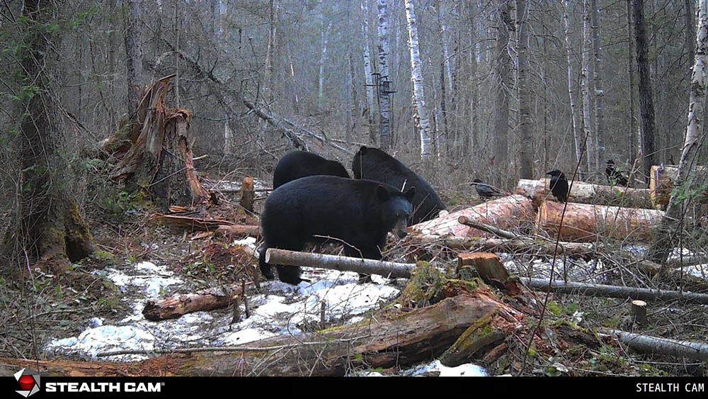 black bear trail cam