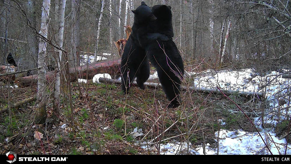 tussling black bear trail cam 