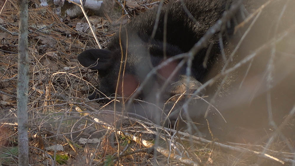 snoozing black bear