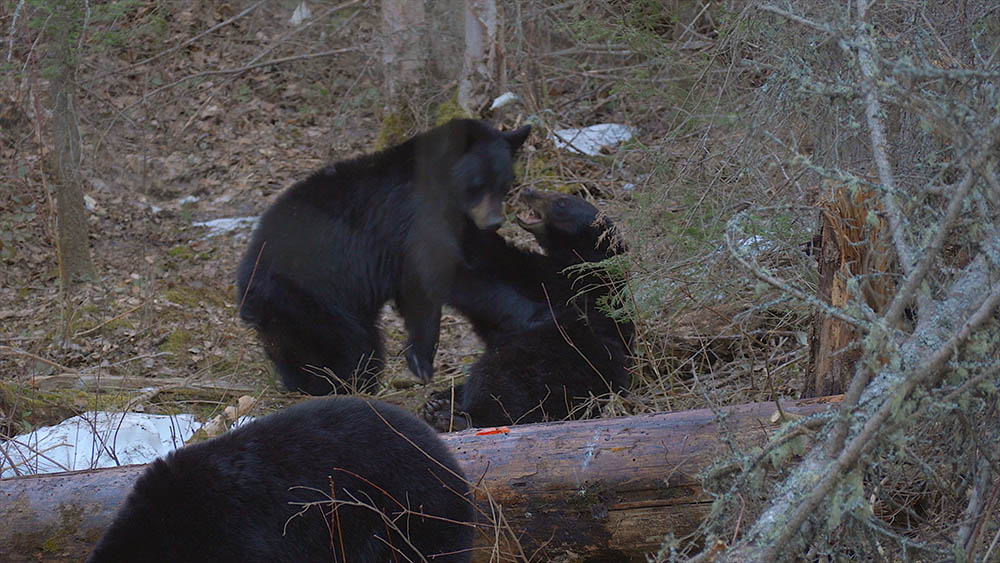 tussling black bears
