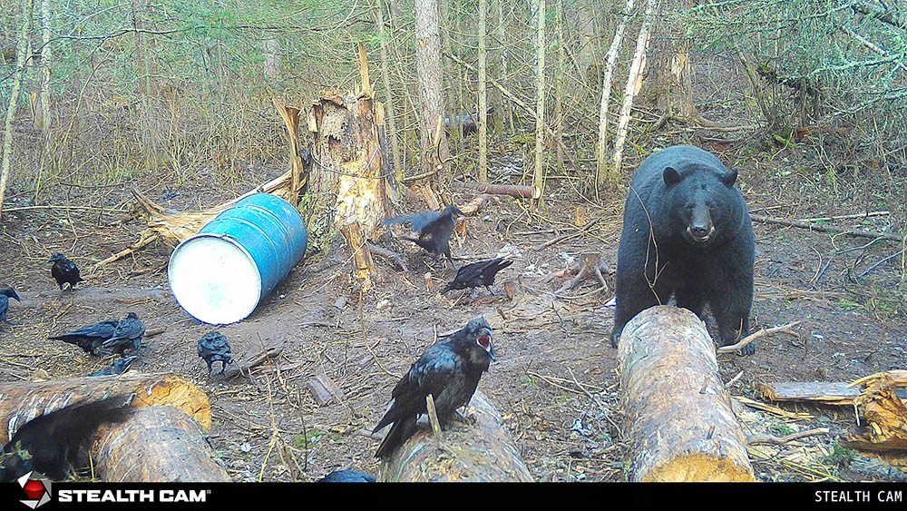 black bear dark muzzle