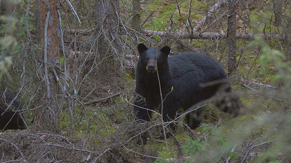 black bear in the bush