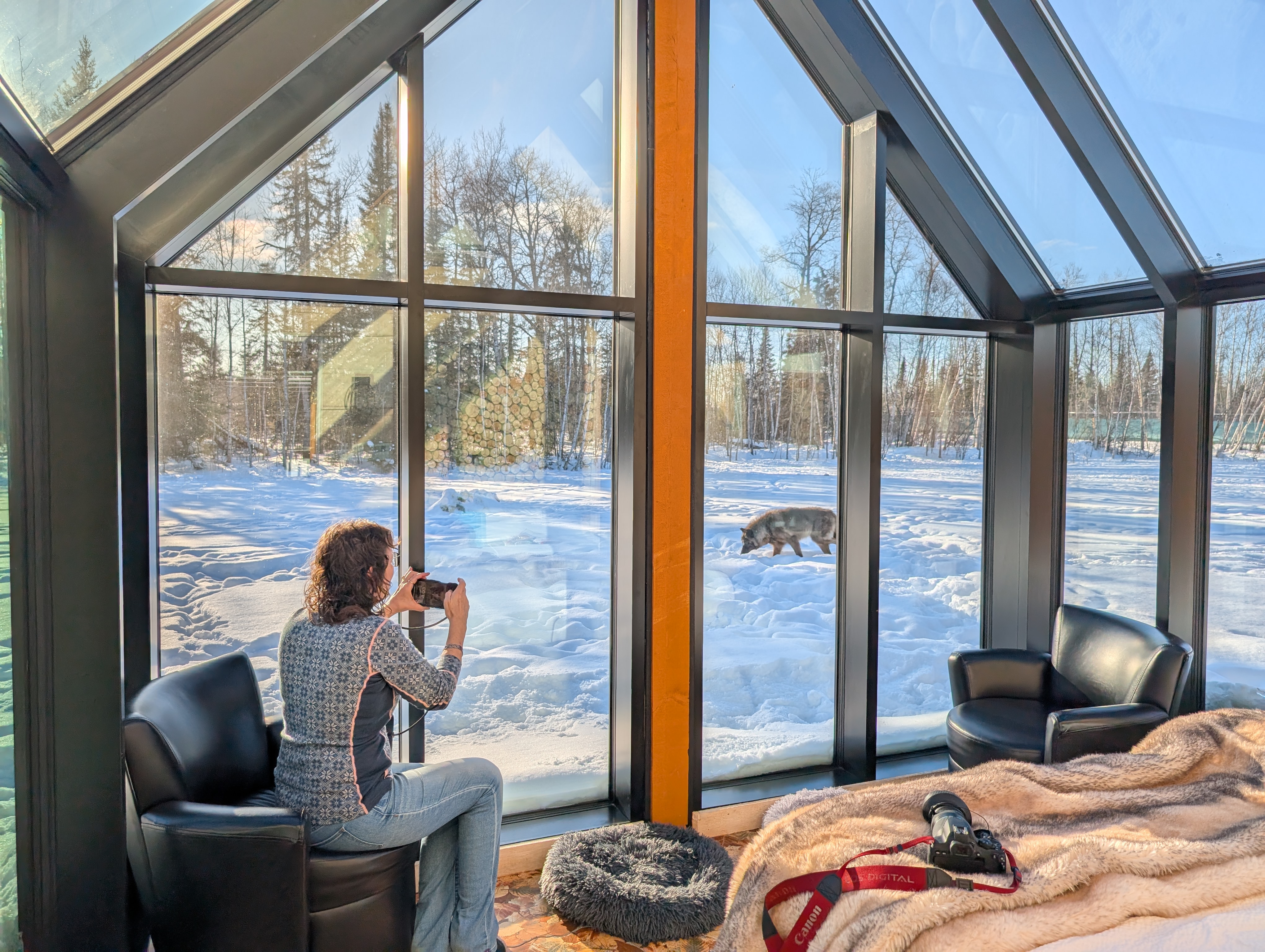 An older woman takes a photo of a wolf from an armchair through the glass walls of a wolf cabin at Cedar Meadows. The cabin is decorated with a lavish bed and comfortable furniture and sun streams in through the windows. 
