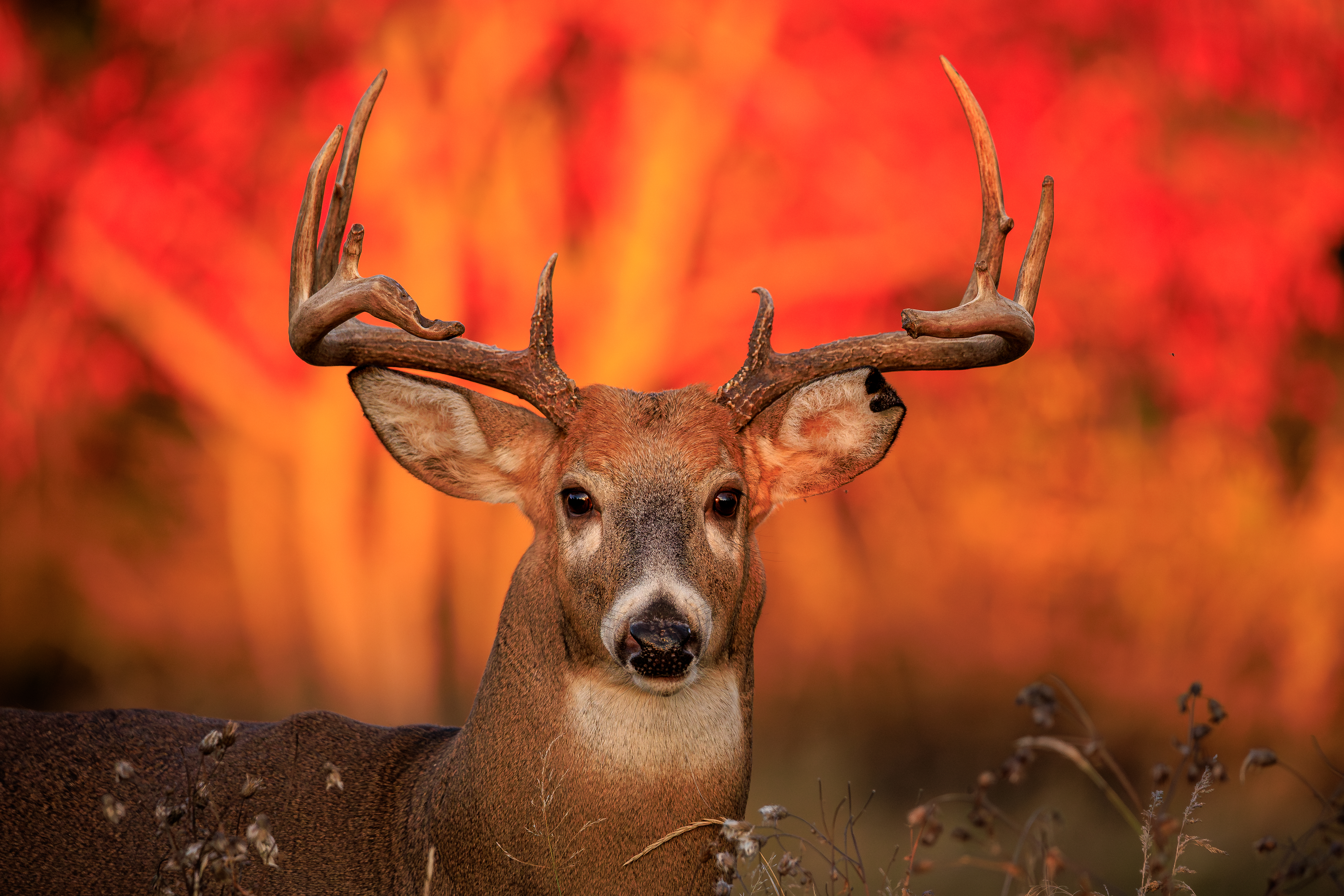 See wildlife right alongside the hiking trail!