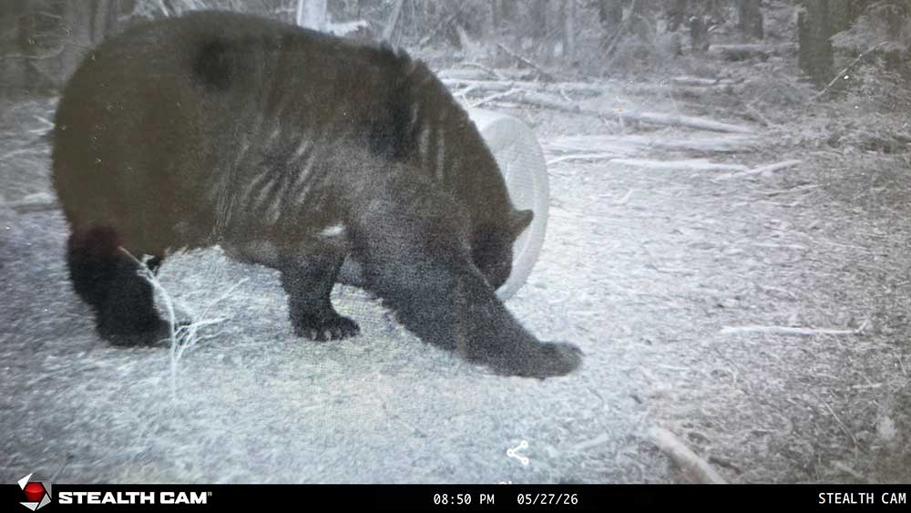 wildlife cam black bear