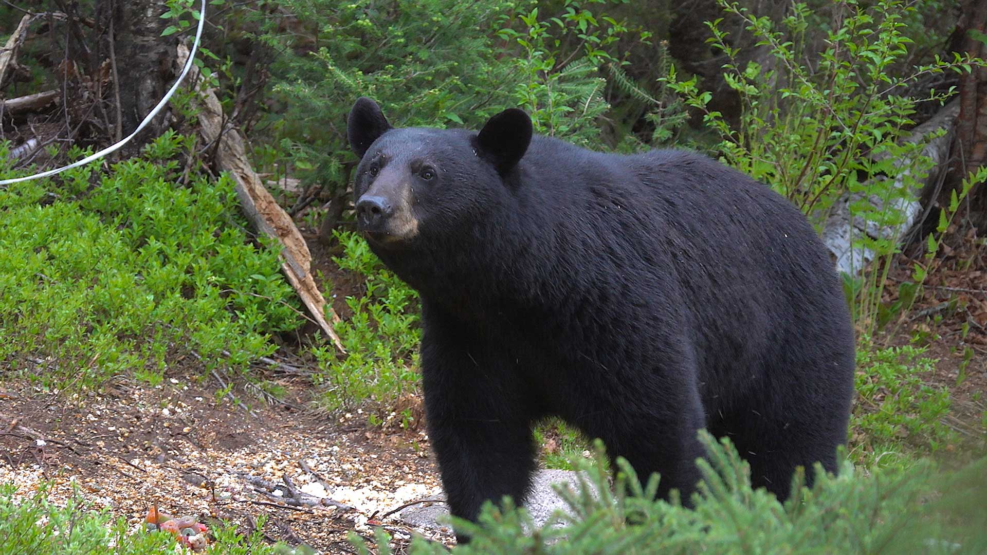 black bear