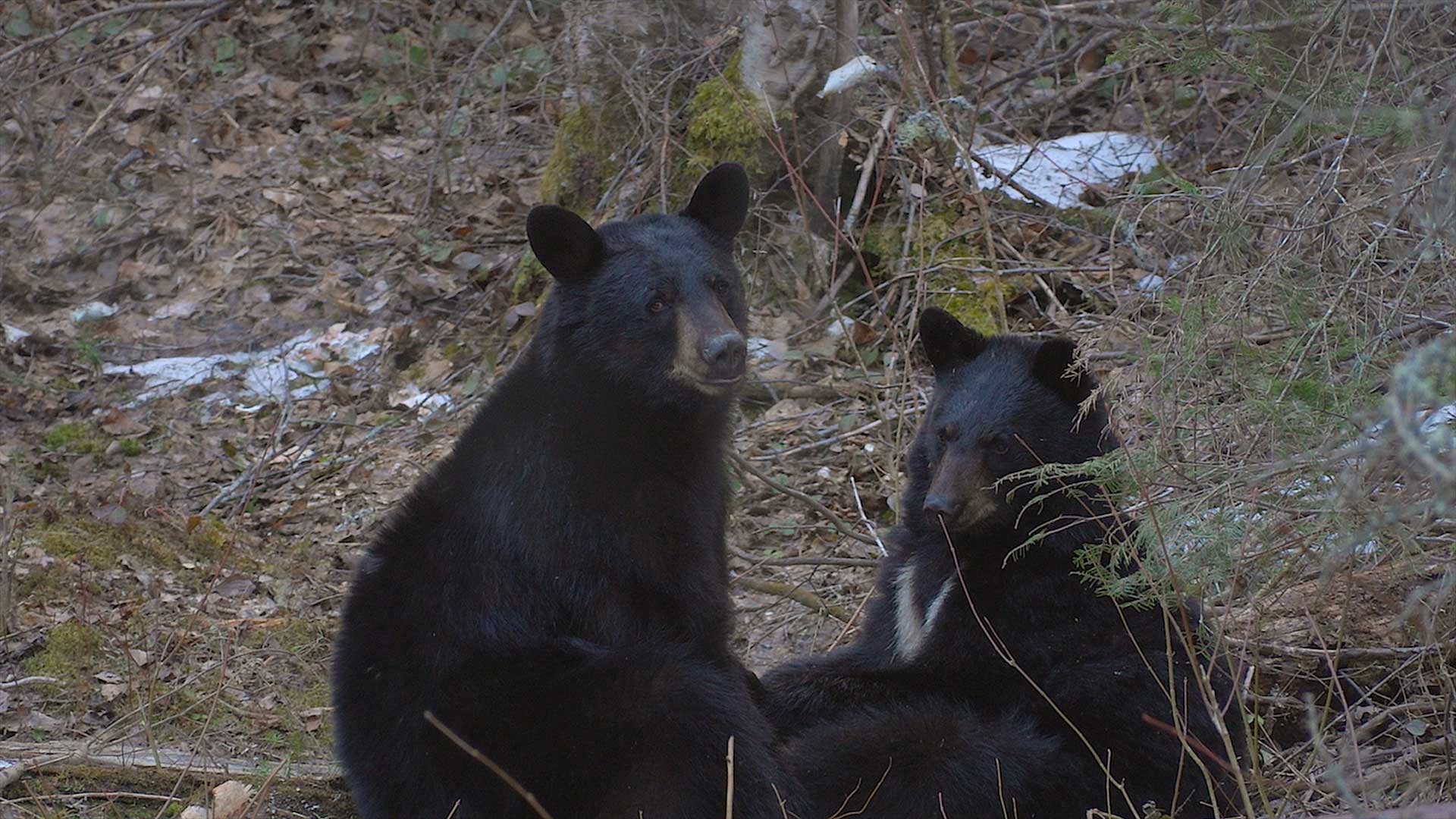 tussling bears