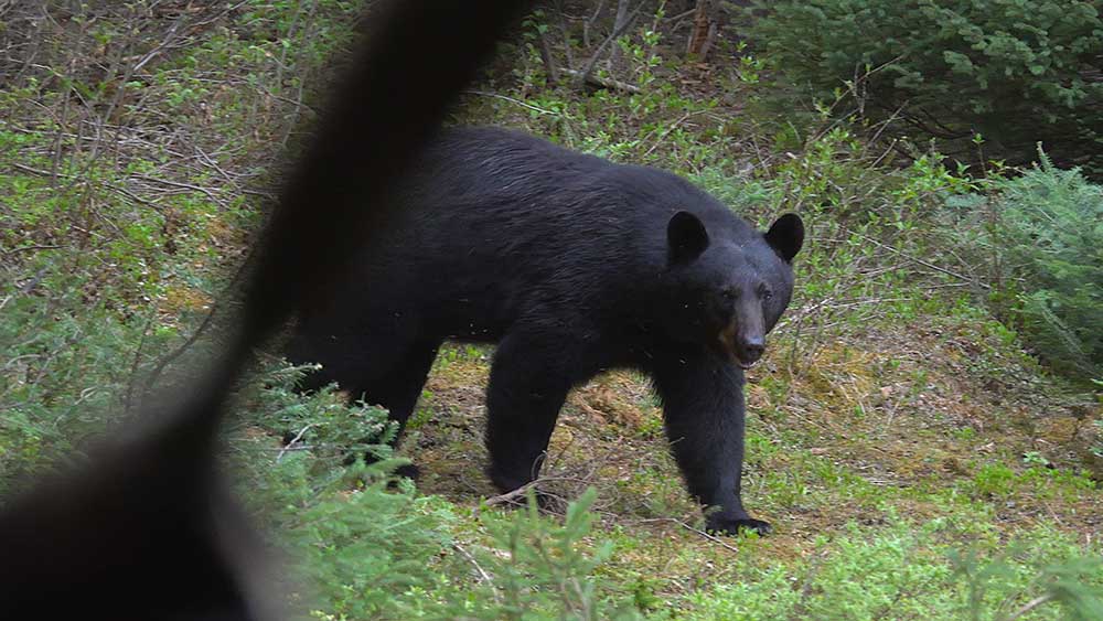 black bear hunting