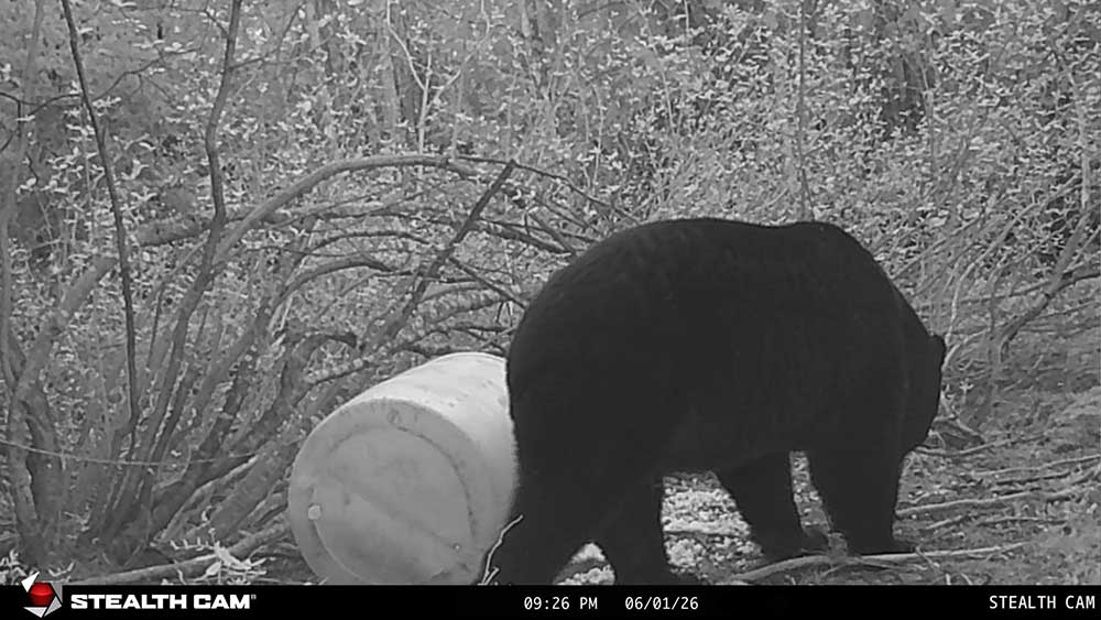 hunt cam bait