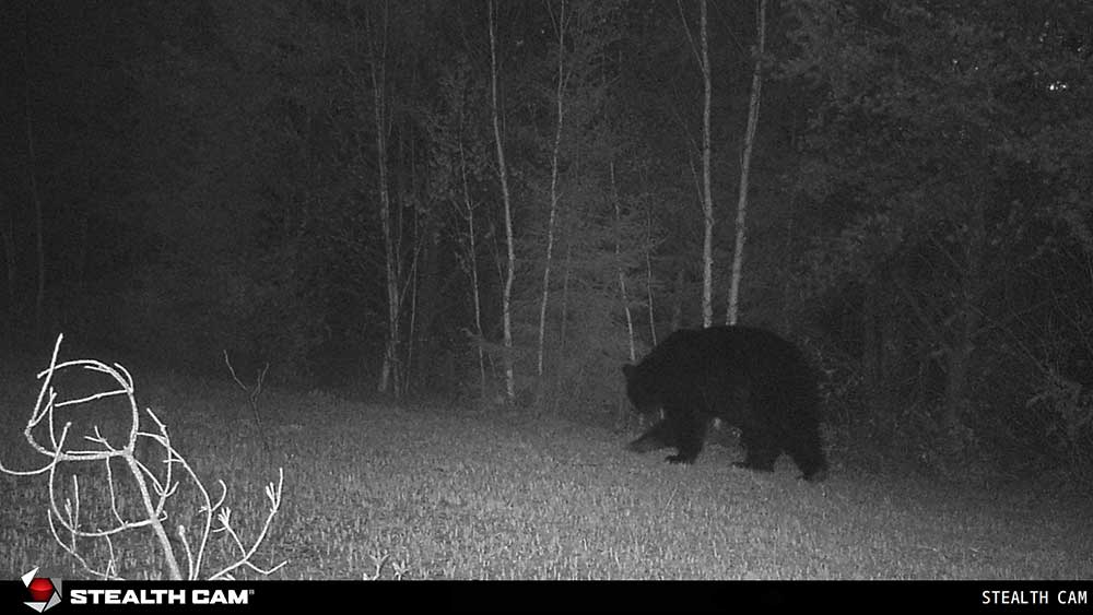 black bear cam night