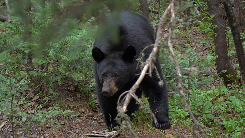 ontario black bear