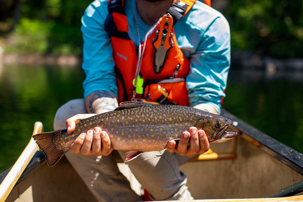 brook trout