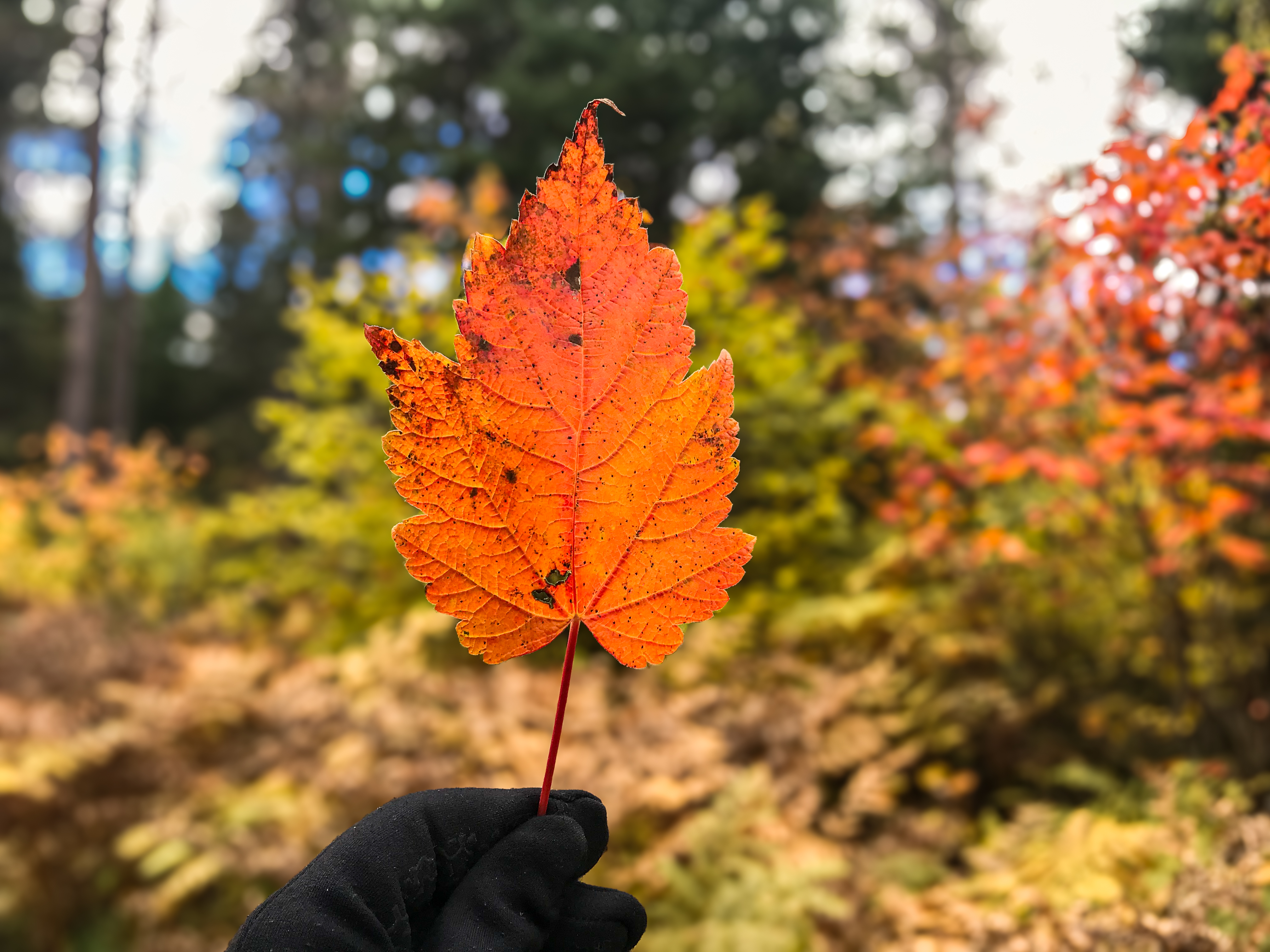 Fall colours in Northwestern ontario