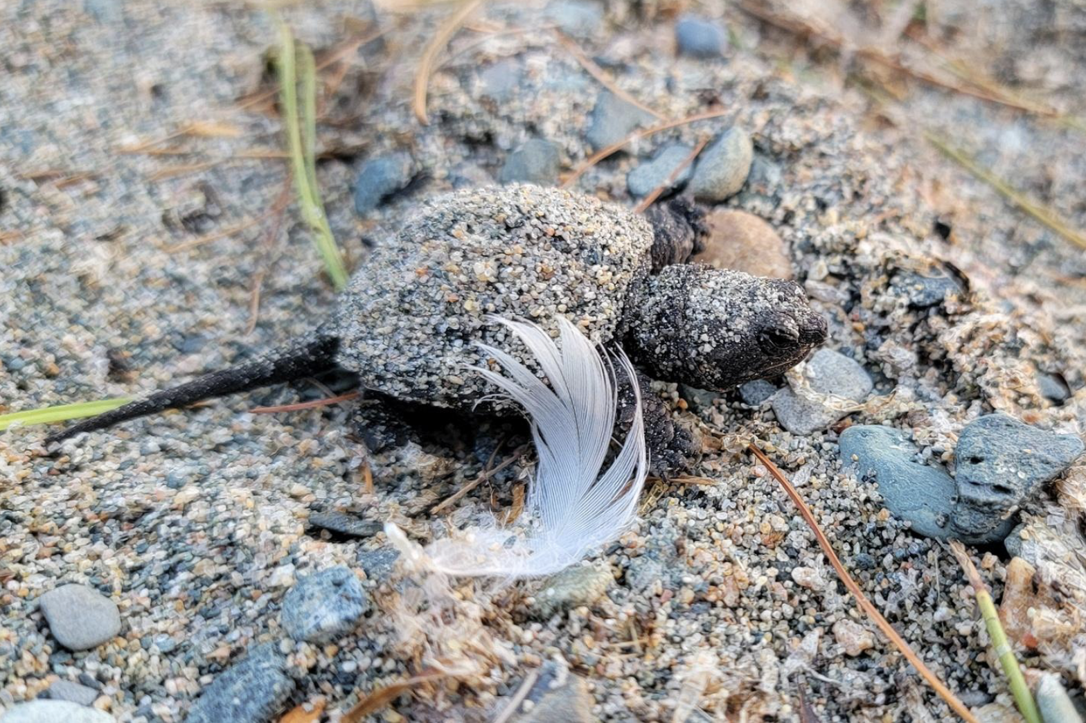 A newly hatched baby turtle covered in sand on a beach in Northern Ontario. 