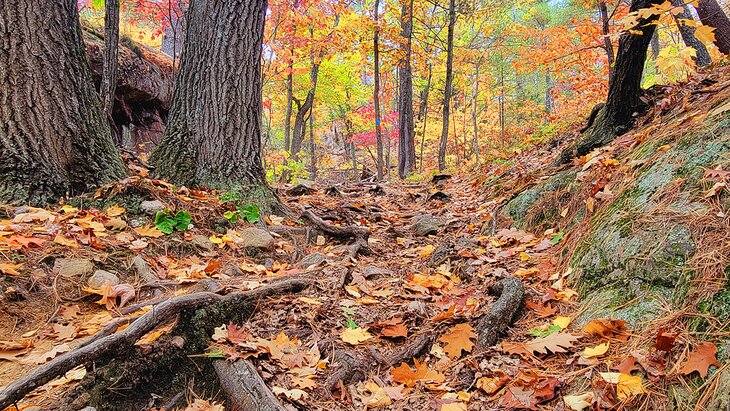 a hiking trail littered with a thick layer of golden leaves in a vibrant autumnal forest. 