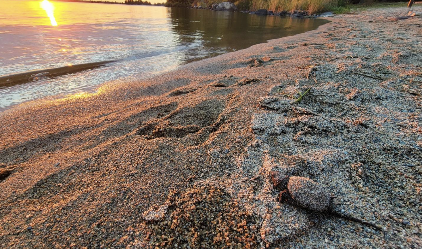 a newly hatched baby turtle makes its way through the sand toward the clear, lapping lake water at sunset.