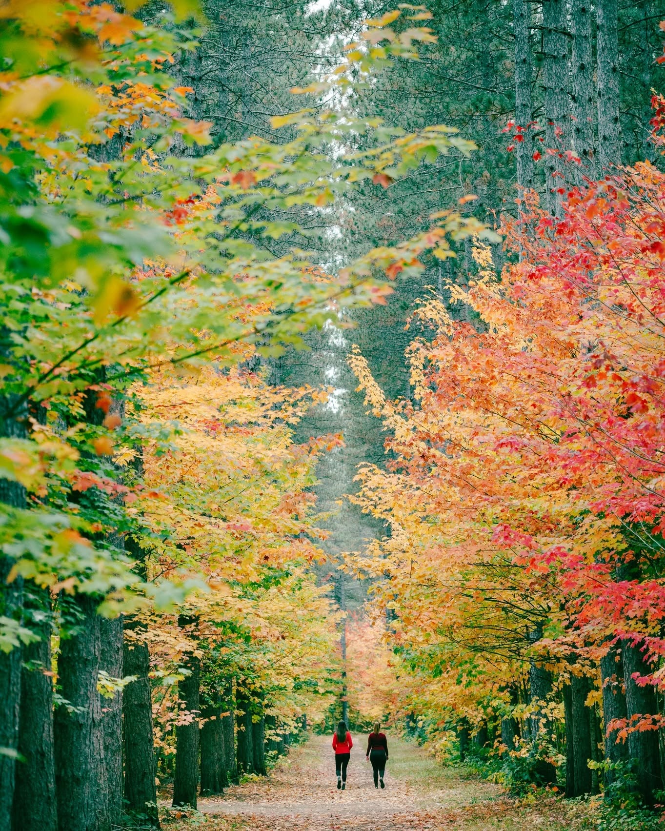 two people walk among towering vibrant fall trees at Hiawatha Highlands on a cool autumn day.