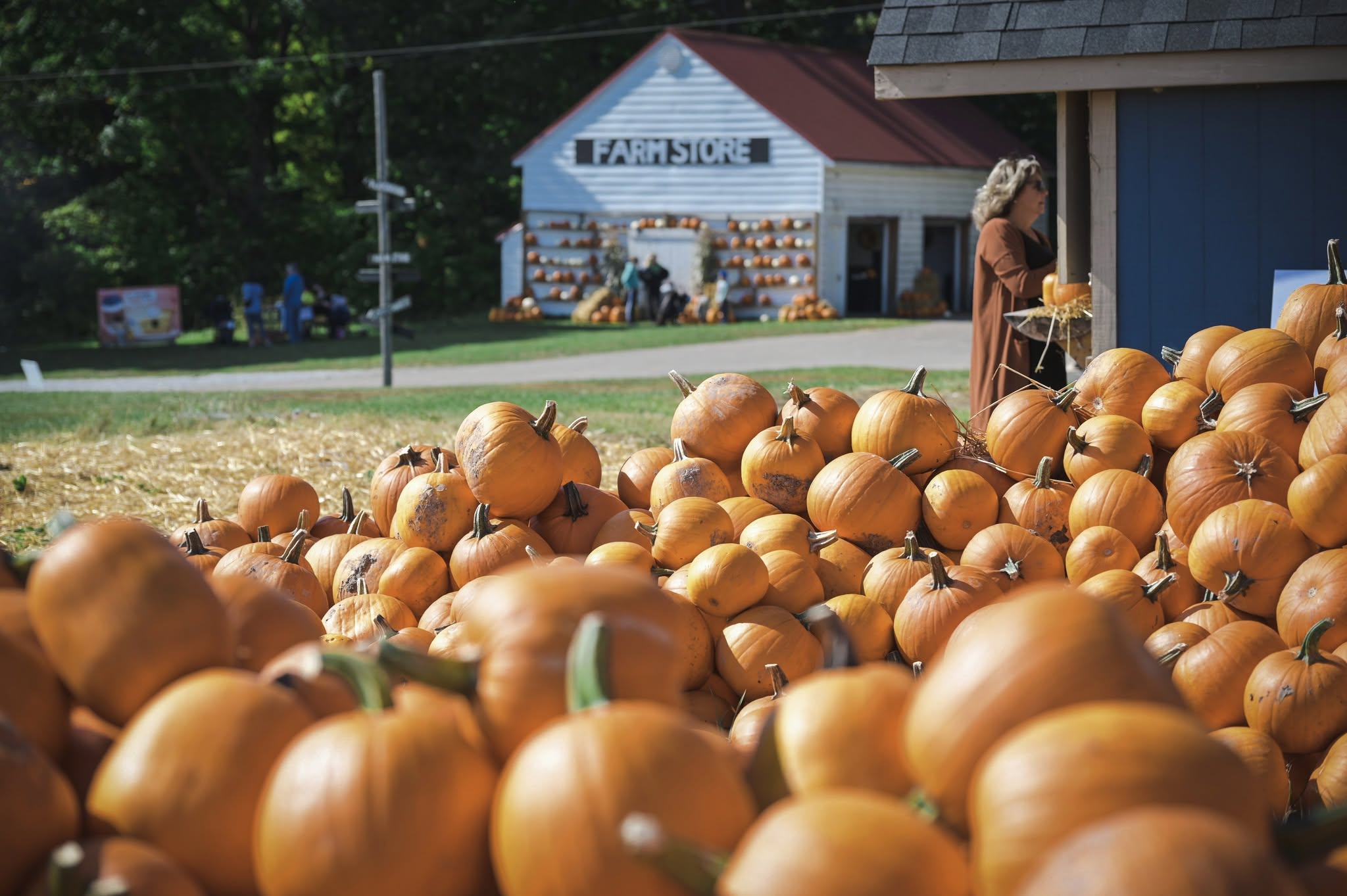 A heap of large pumpkins sits outside on a sunny day at Thomson Farms, the large white wooden Farm Store building in the background.