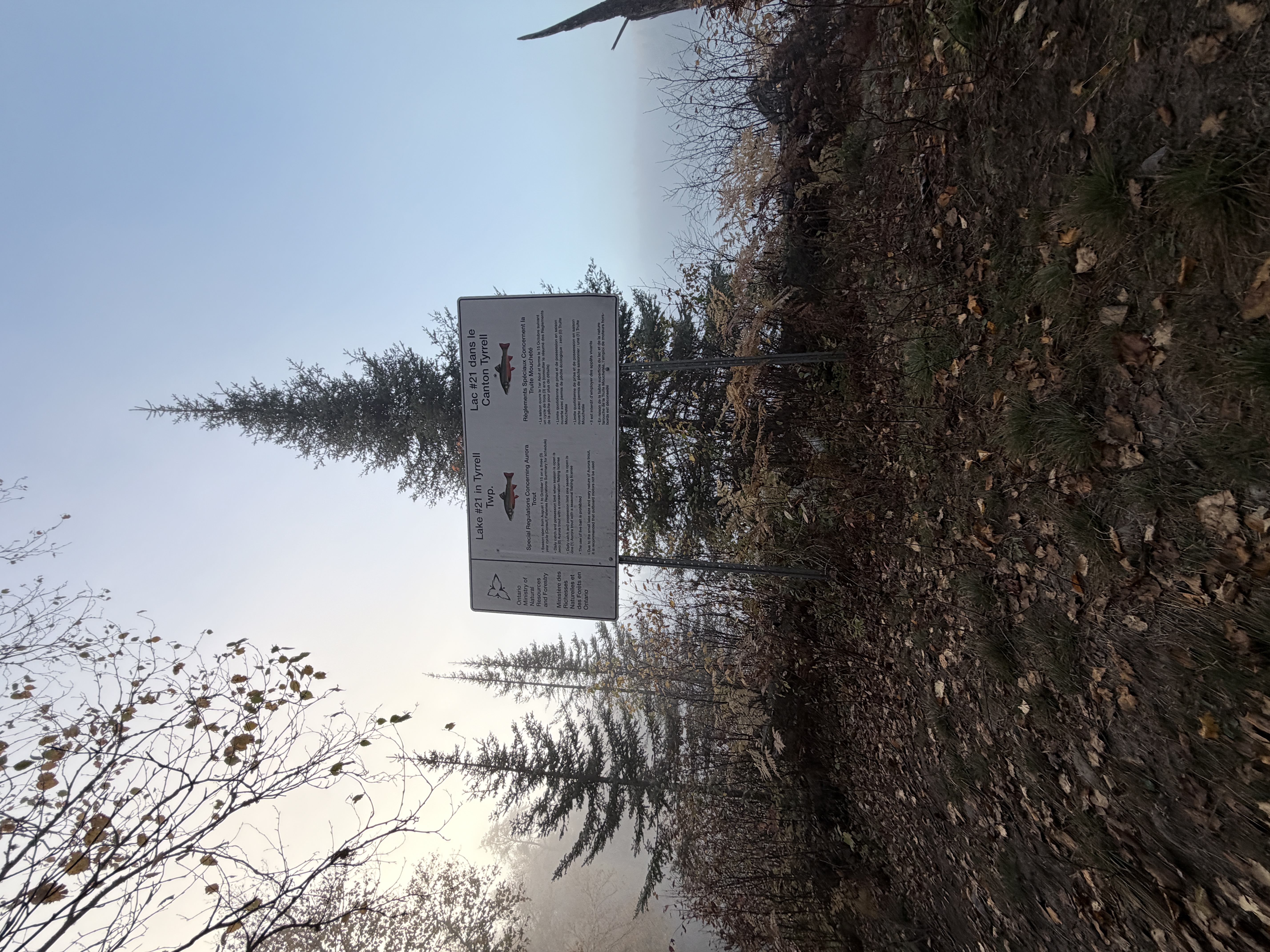 sign in front of tree in the mist