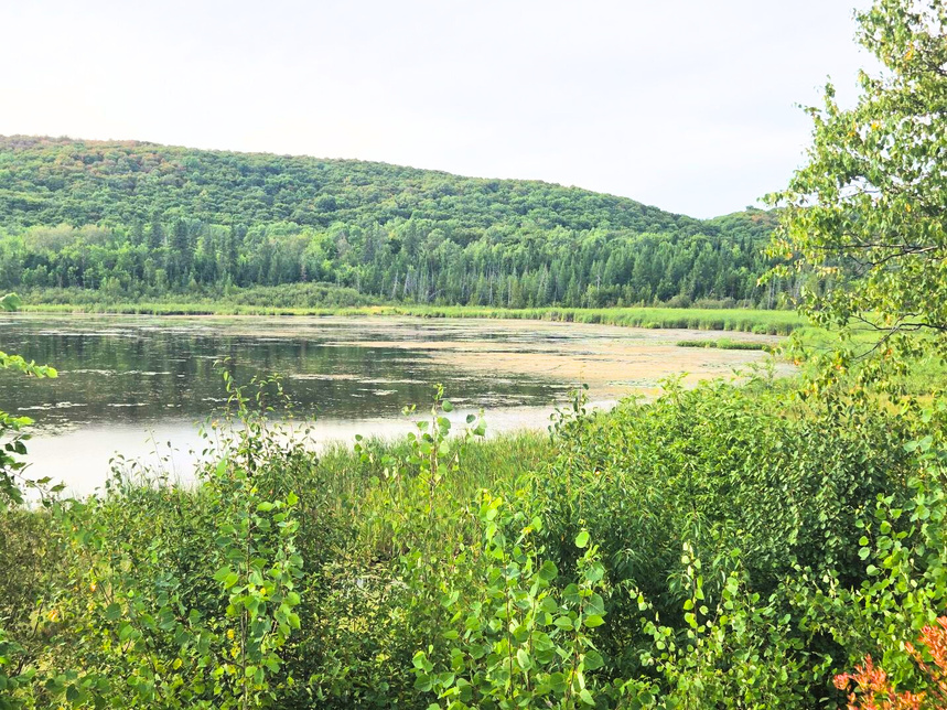 Paudash Lake, a shallow lake fully surrounded in saplings and dense green forest. 