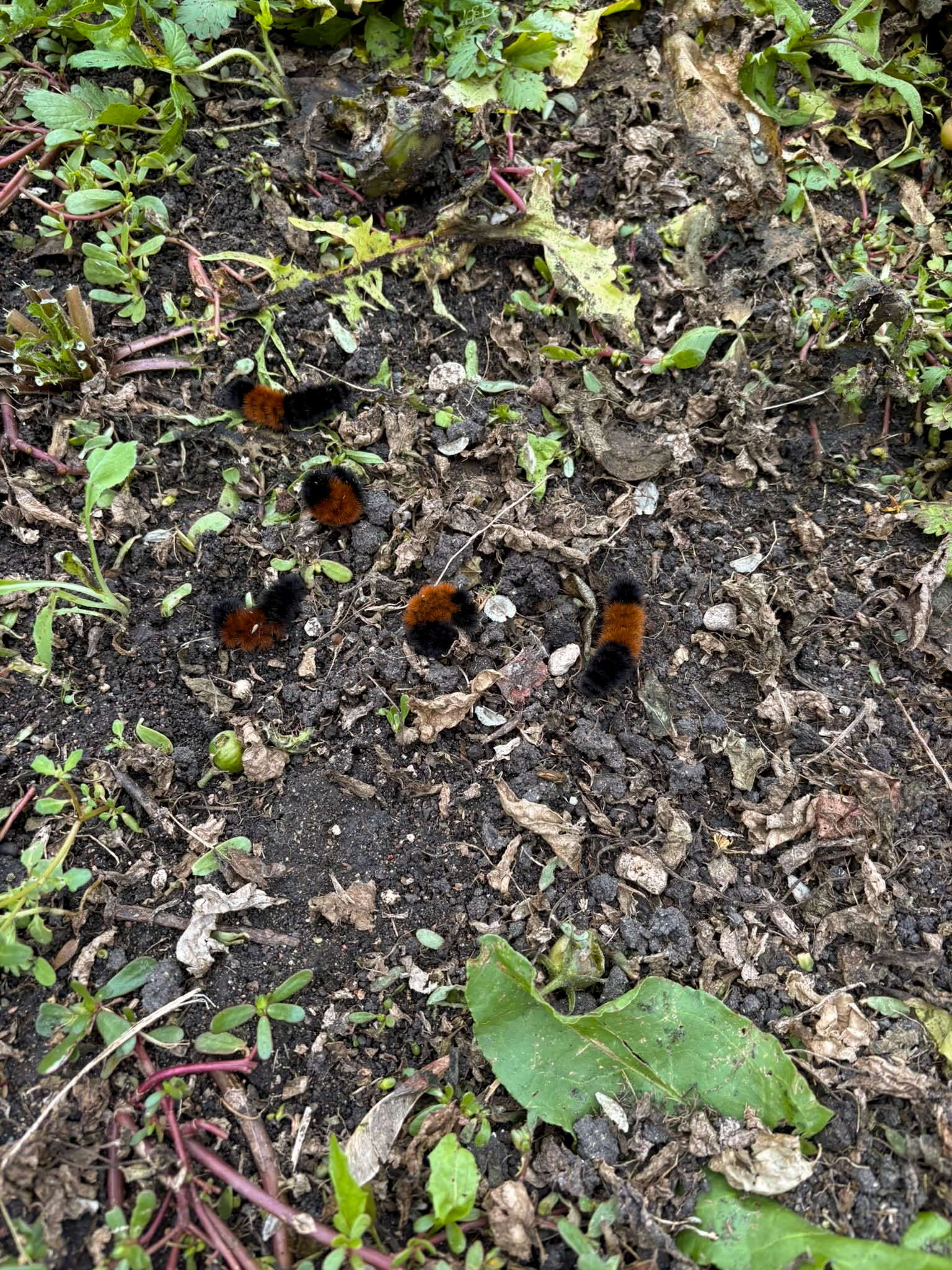 caterpillars on the ground
