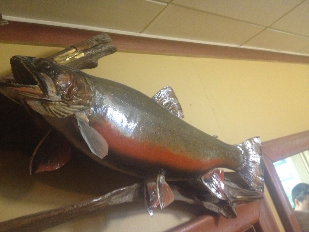 brook-trout-model.jpg brook-trout-model.jpg