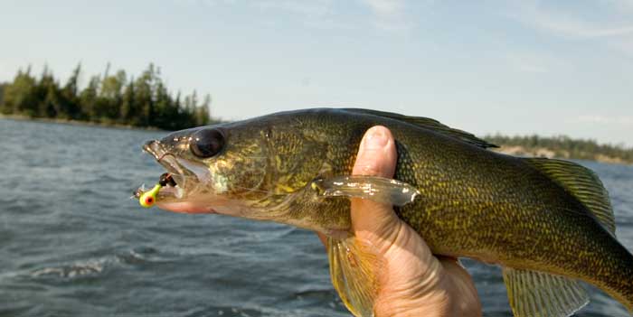 Catching Shallow Water Walleye in Northern Ontario: Tips and Tactics