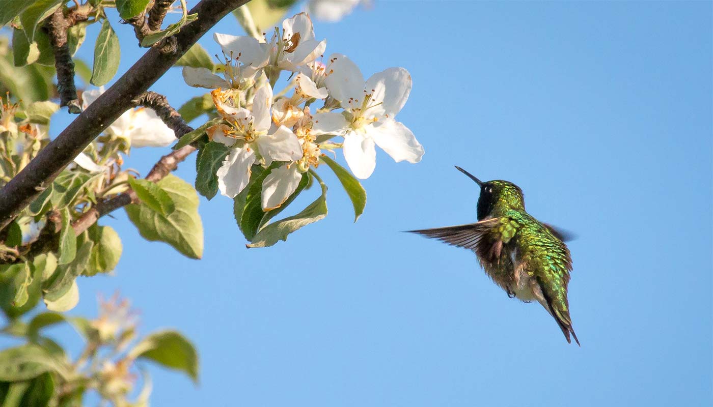 hummingbird_sminardi.jpg