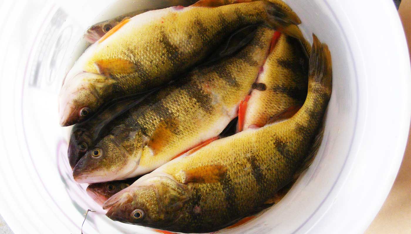 kking_perch_pail.jpg