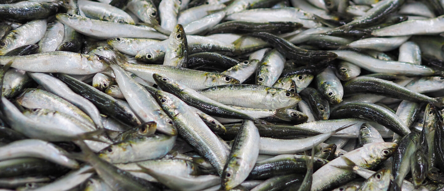 Fishing Season is Upon Us: Smelt Fishing Tradition and Fishing in