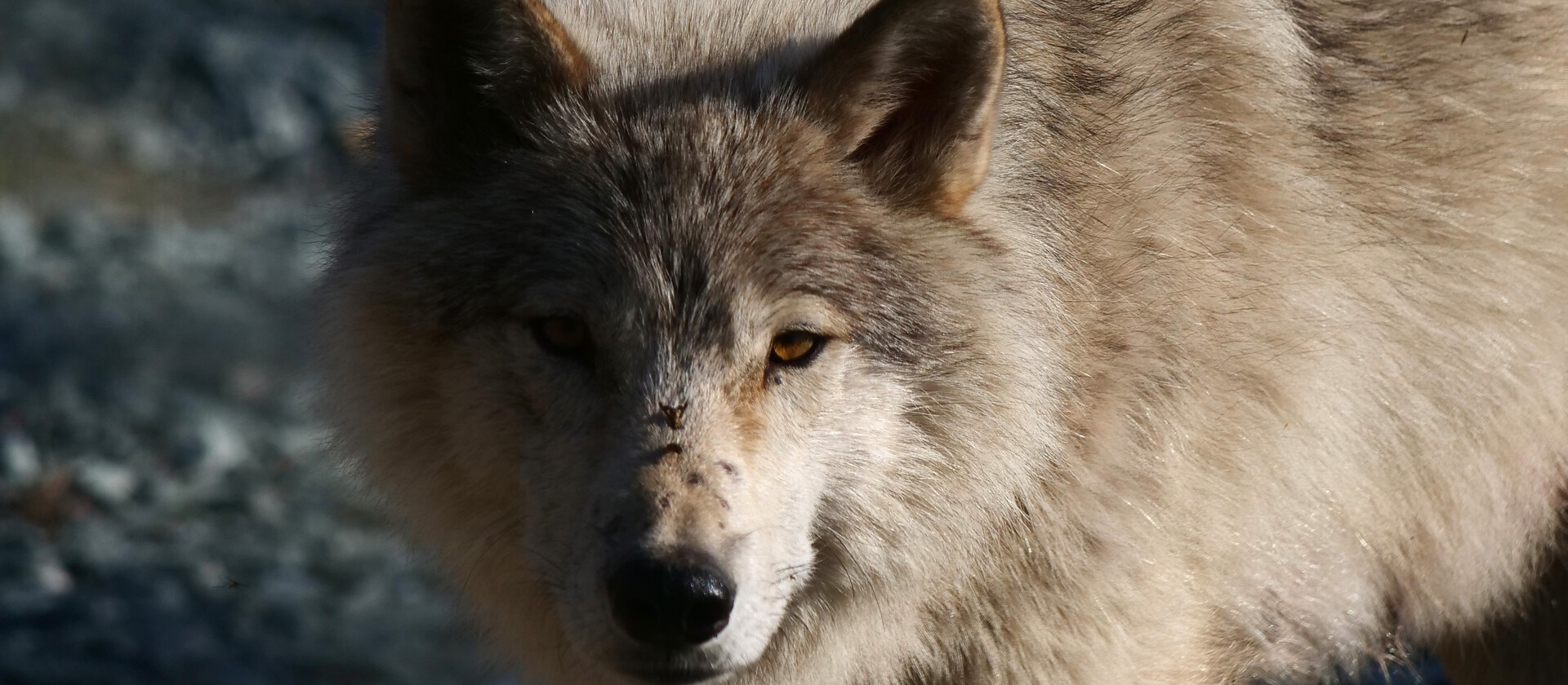 Sleeping With the Wolves at Cedar Meadows in Timmins | Northern Ontario ...