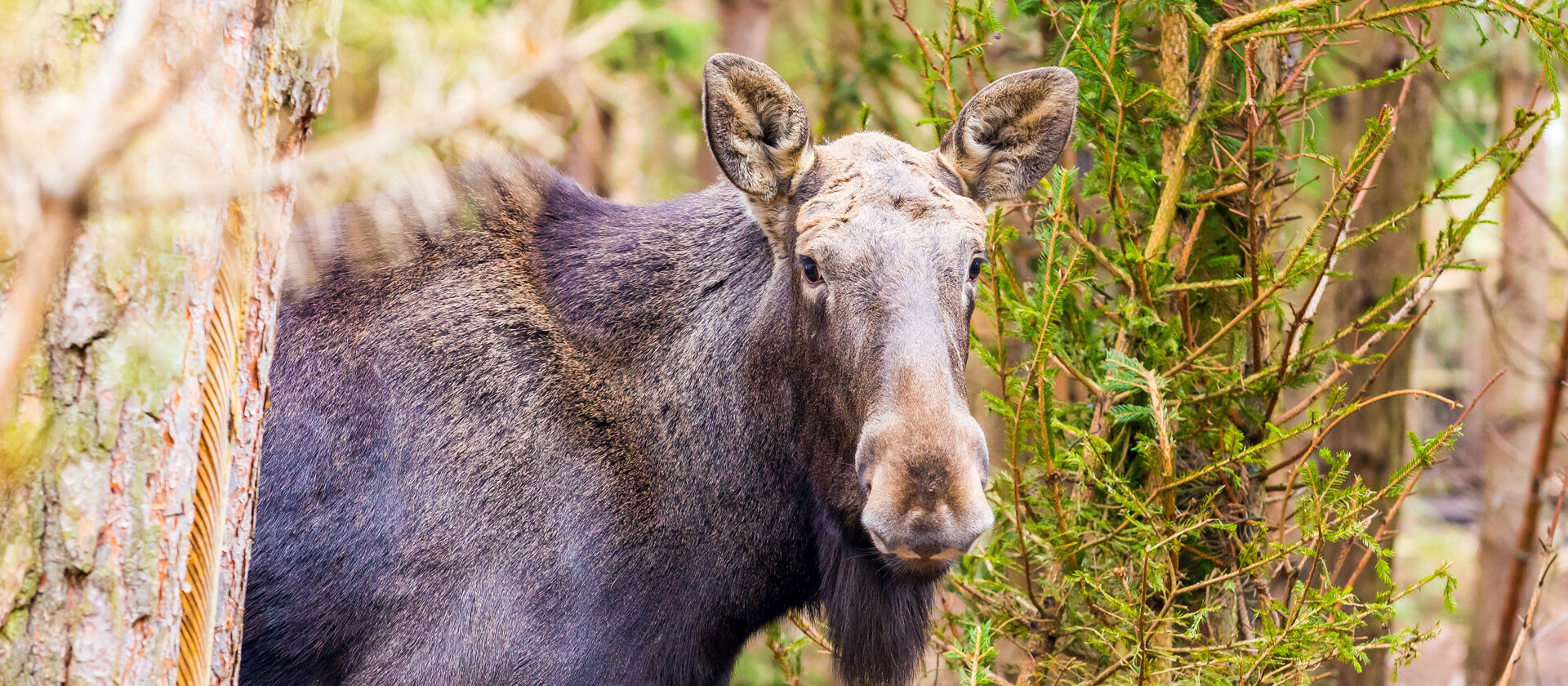 What is a baby deals moose called