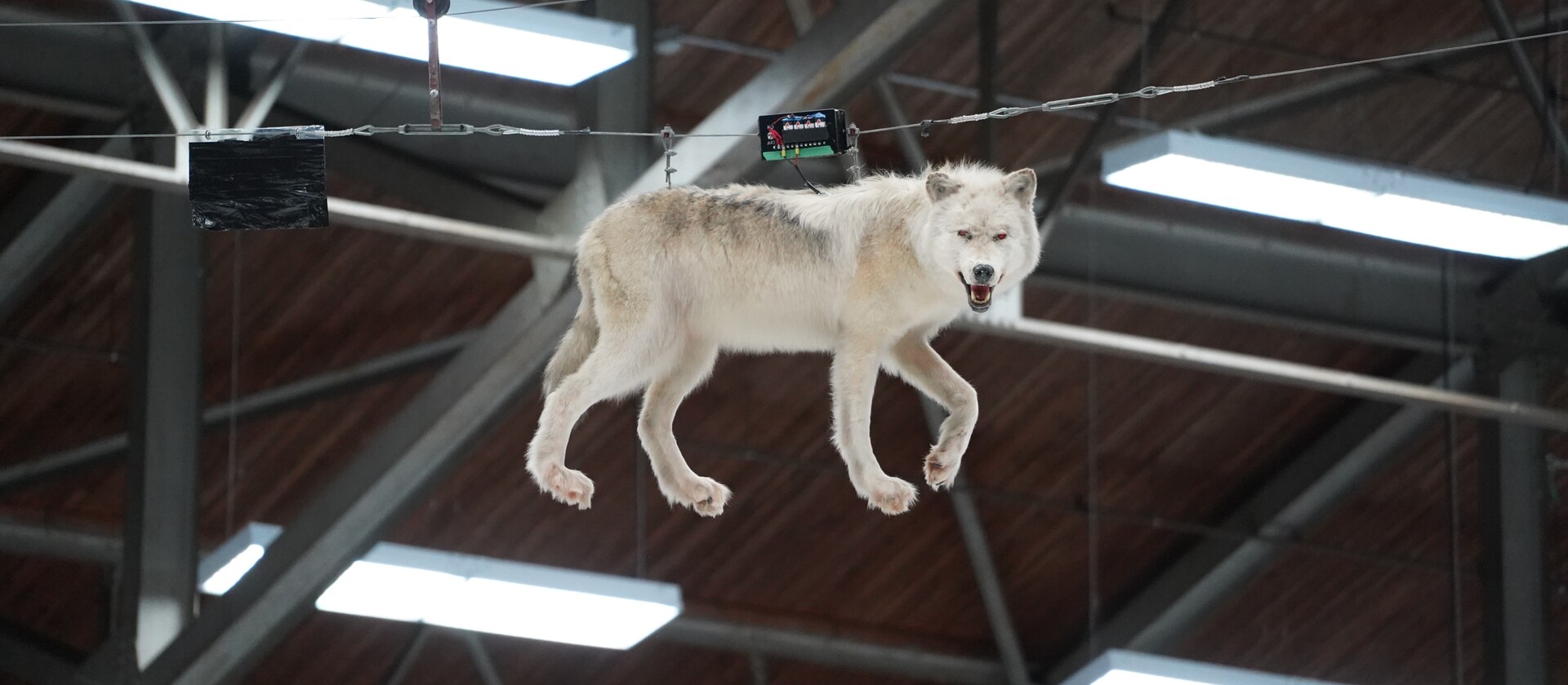 Sudburys Wolf on a Wire Northern Ontario Travel