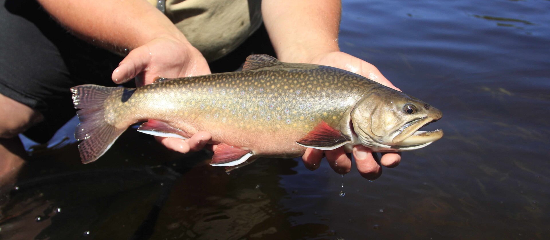 Fly Fishing for Brook Trout is Magical | Northern Ontario Travel