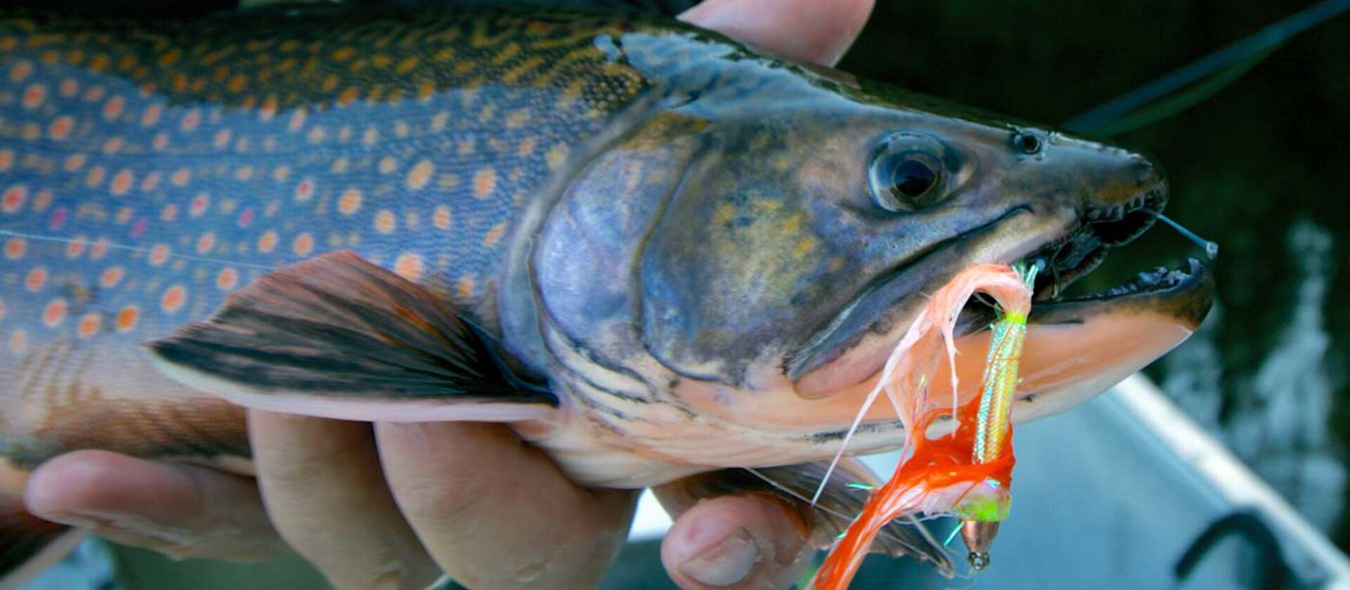 Wild Brook Trout on a Fly: White River Air Service | Northern