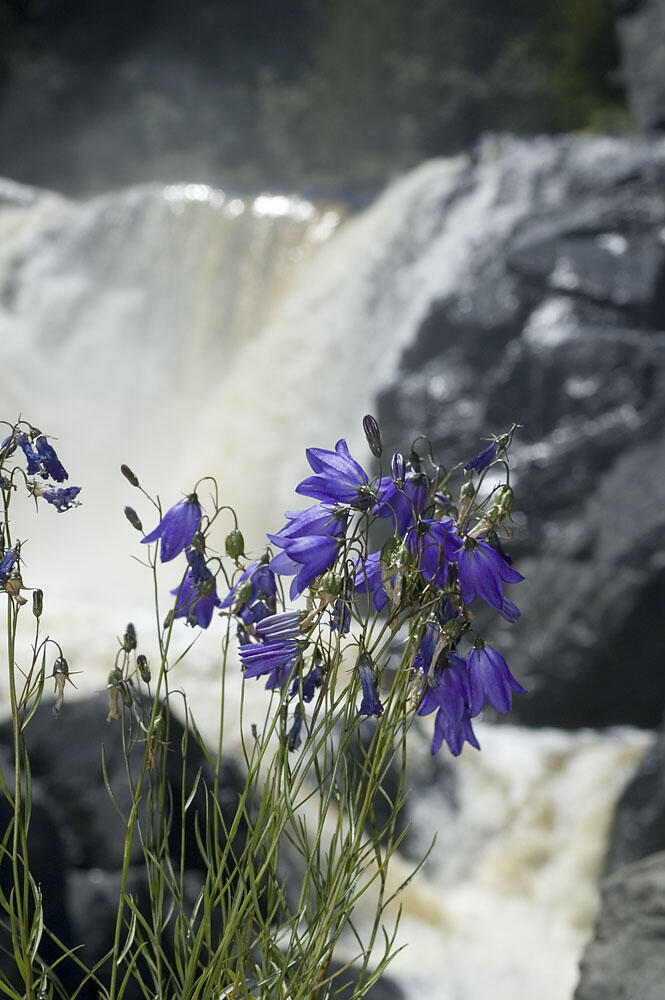 wild flowers denison falls trail