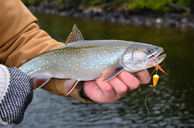 handling trout fishing411