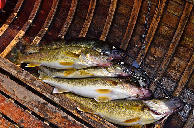 fresh walleye shorelunch fishing411