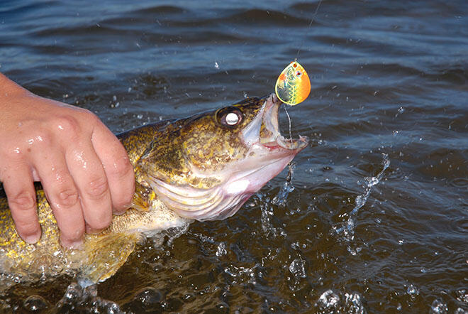 walleye spinnerrig fishing411 1