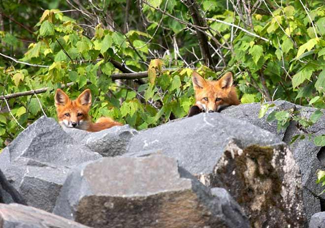 wildlifeviewing fox algomacountry