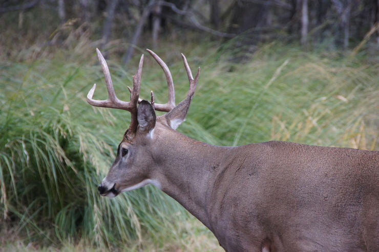 Nice Northwestern Ontario buck Gord Ellis photo