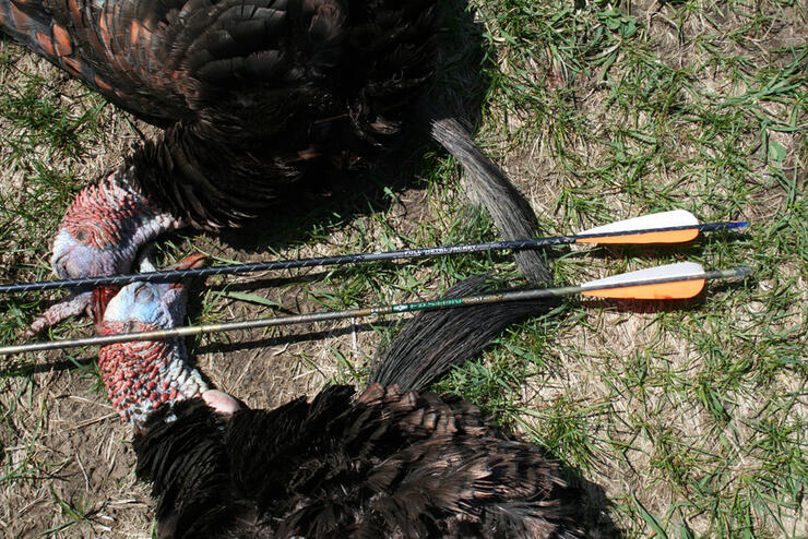 Turkey Hunting in Ontario, can be done with gun or bow