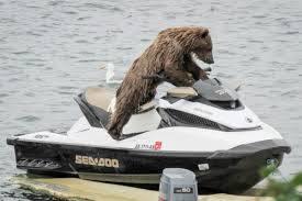 Bear on Seadoo